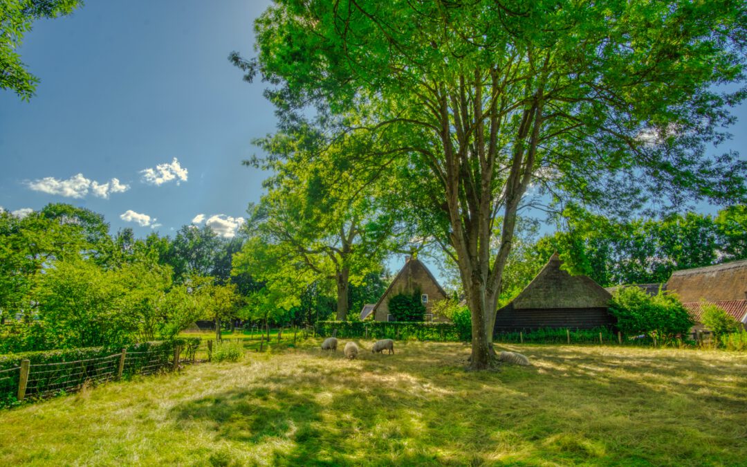 Wonen in Drenthe: de voordelen van rust en ruimte